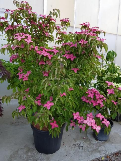 Cornus kousa 'Scarlet Fire'® (='Rutpink')