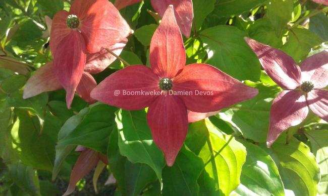 Cornus kousa 'Scarlet Fire'® (='Rutpink')