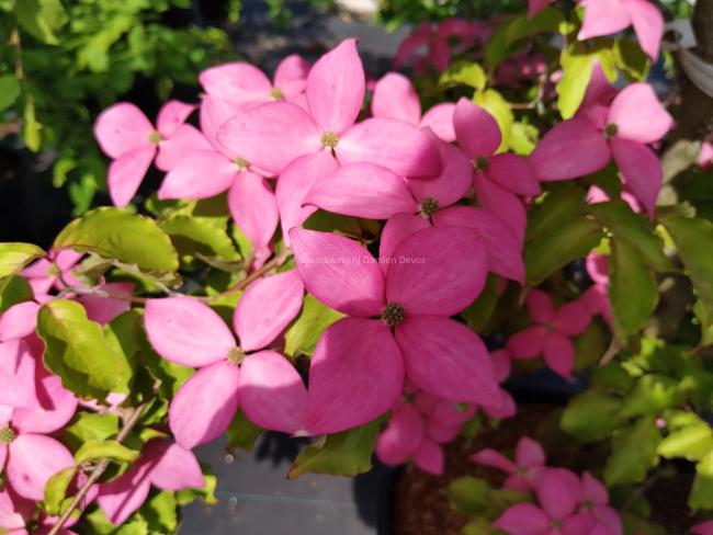 Cornus kousa 'Scarlet Fire'® (='Rutpink')