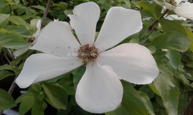 Cornus nuttallii 'Monarch'