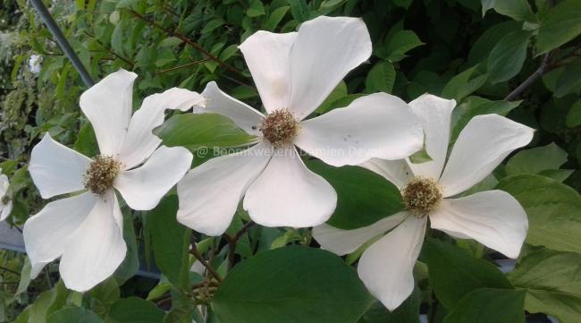 Cornus nuttallii 'Monarch'