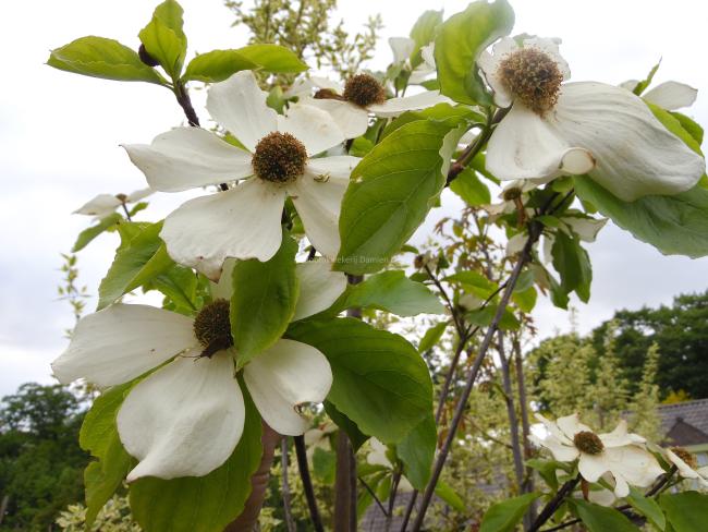 Cornus nuttallii 'Monarch'