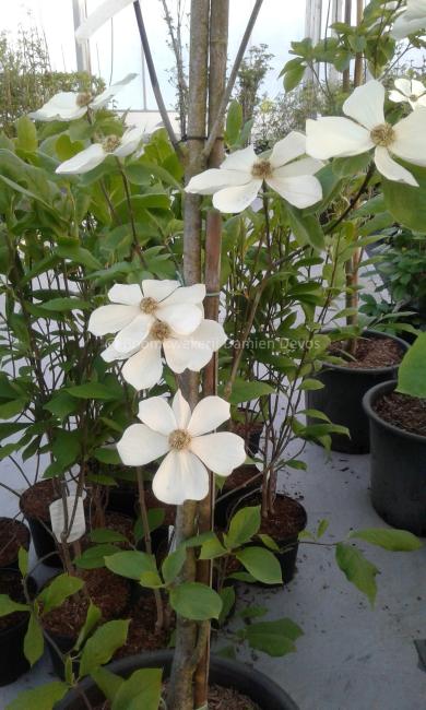 Cornus nuttallii 'Monarch'