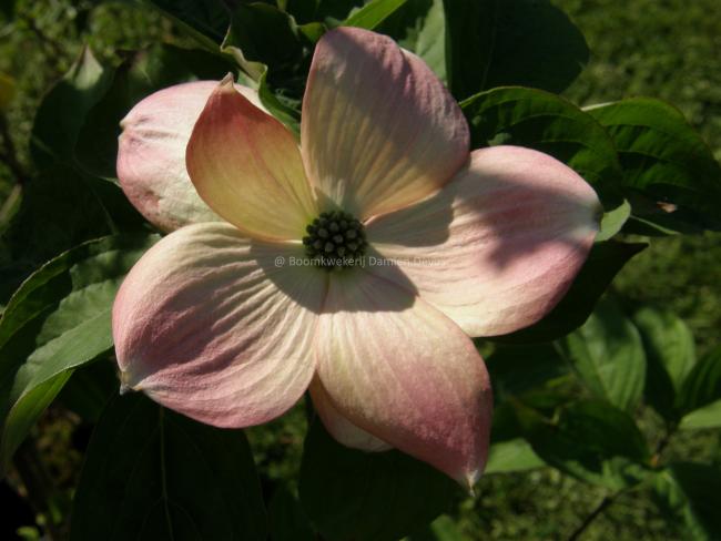 Cornus rutgersensis 'Stellar Pink' (C. ' Rutgan') | Damien Devos