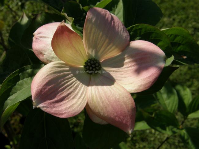 Cornus rutgersensis 'Stellar Pink' (C. ' Rutgan')