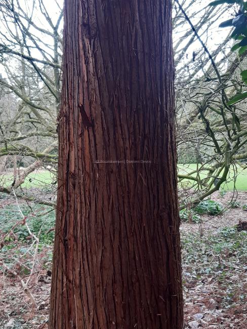 Cryptomeria japonica