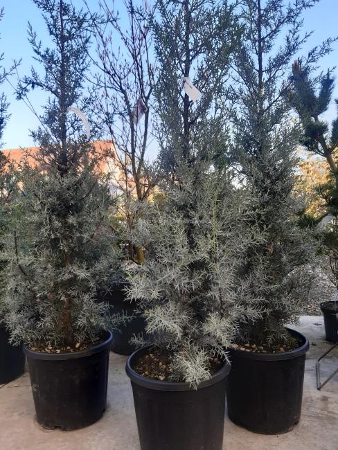 Cupressus arizonica 'Fastigiata'