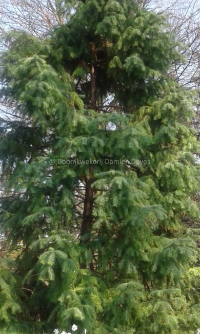 Cunninghamia lanceolata 'Glauca'