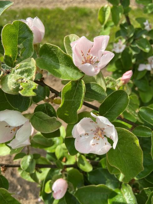 Cydonia oblonga 'Leskovacka'