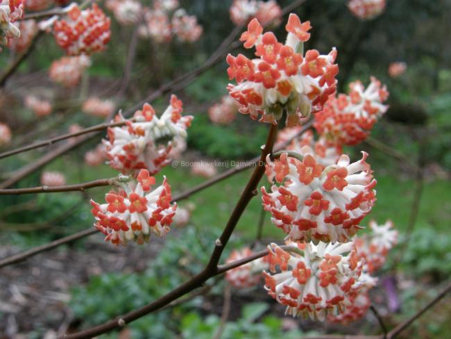 Edgeworthia chrysantha 'Red Dragon'