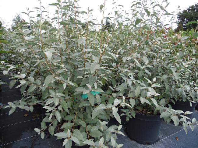 Elaeagnus 'Quick Silver'