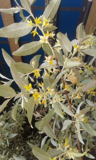 Elaeagnus 'Quick Silver'