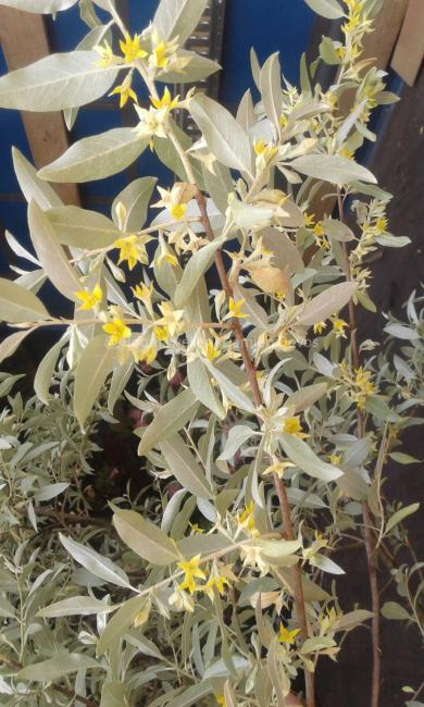 Elaeagnus 'Quick Silver'