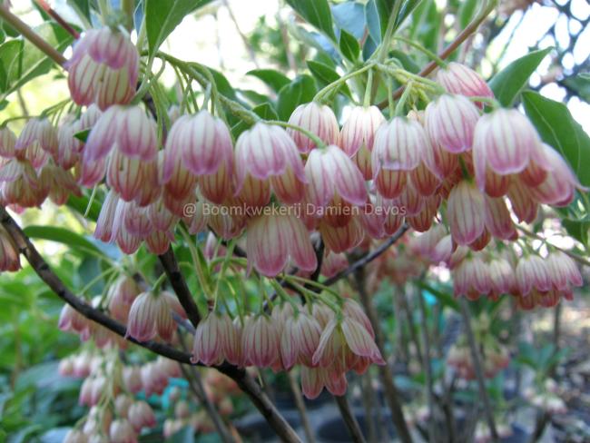 Enkianthus campanulatus var. palibinii