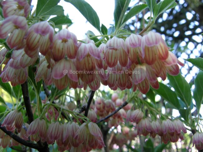 Enkianthus campanulatus var. palibinii