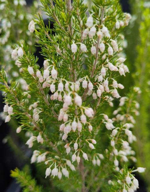 Erica arborea var alpina