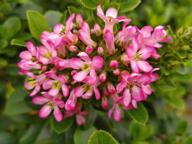 Escallonia leavis 'Pink Elle' ®