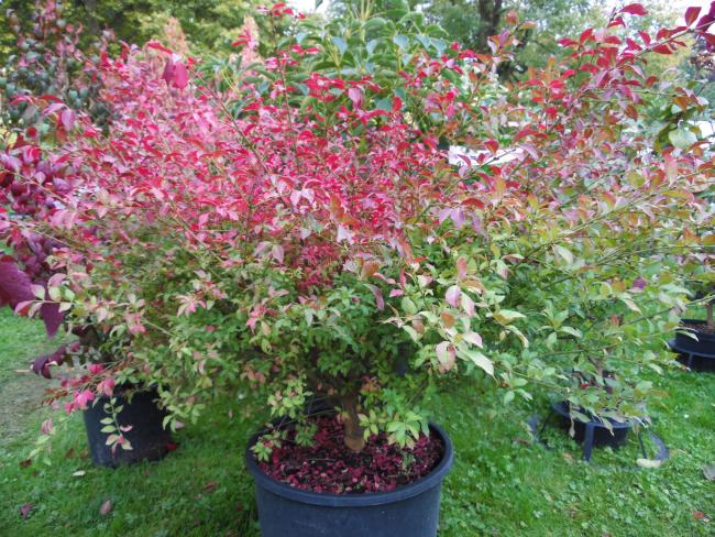 Euonymus alatus 'Ciliatodentatus'