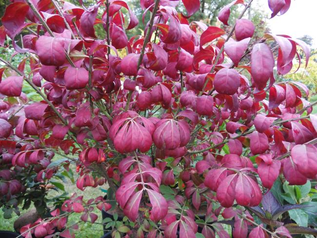 Euonymus alatus 'Compactus'