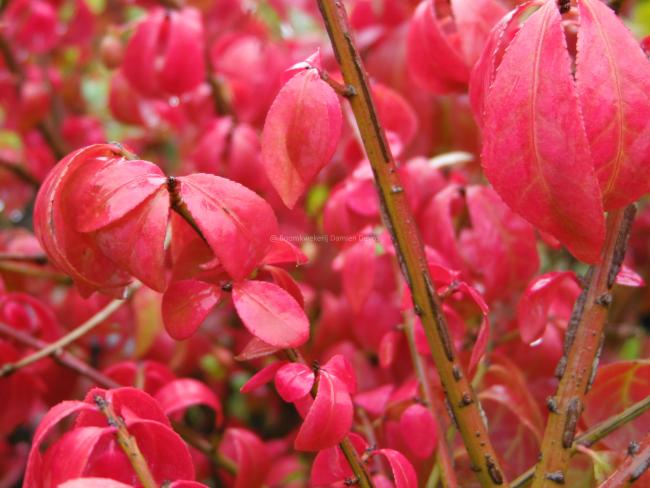 Euonymus alatus 'Compactus'