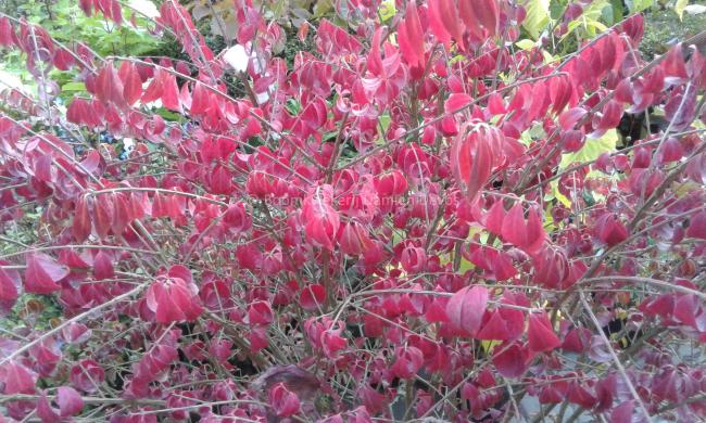 Euonymus alatus 'Compactus'