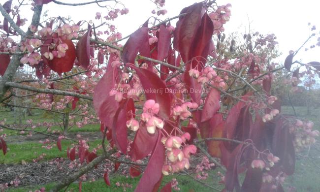 Euonymus carnosus ( zaad) 