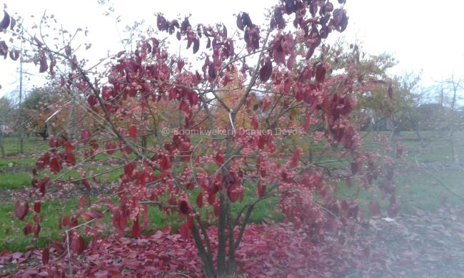 Euonymus carnosus ( zaad) 