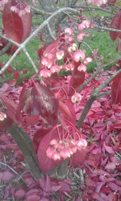 Euonymus carnosus ( zaad) 