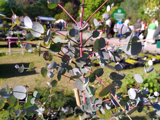 Eucalyptus gunnii subsp divaricata