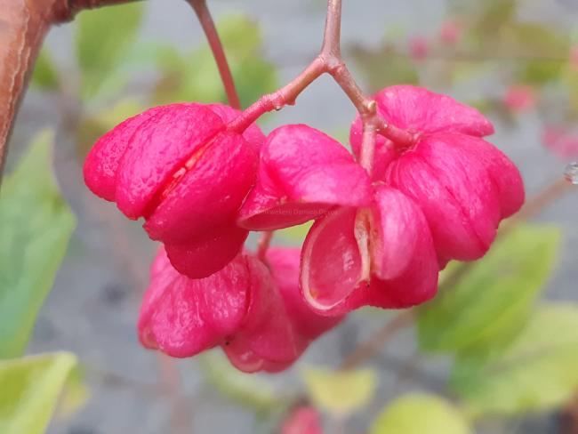 Euonymus hamiltonianus 'Rising Sun'