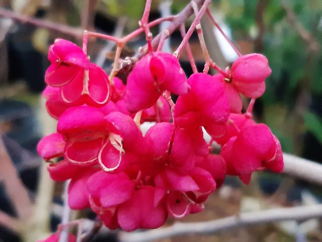 Euonymus hamiltonianus 'Rising Sun'