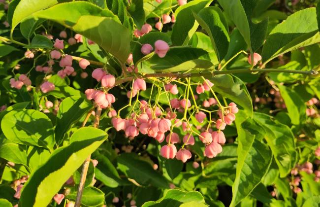 Euonymus maackii