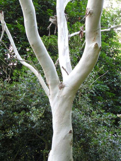 Eucalyptus pauciflora subsp. debeuzevillei