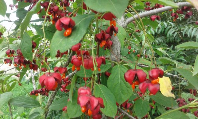 Euonymus planipes