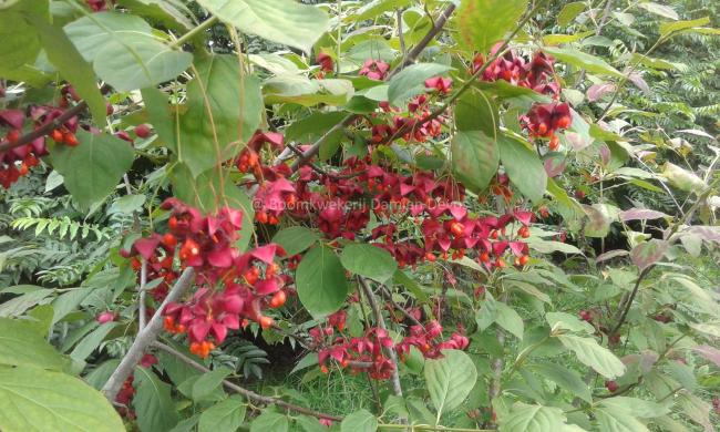 Euonymus planipes