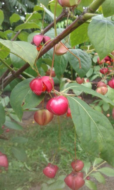 Euonymus planipes