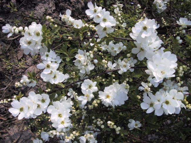 Exochorda 'The Bride' (x)