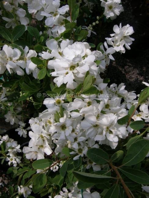 Exochorda 'The Bride' (x)