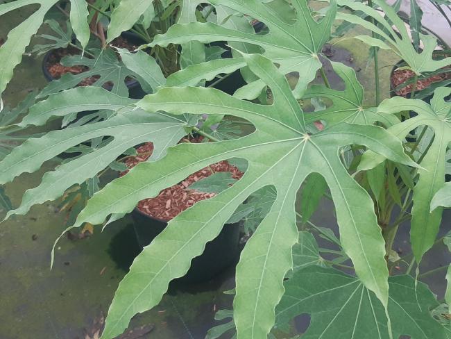 Fatsia polycarpa 'Green Fingers'