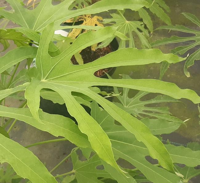 Fatsia polycarpa 'Green Fingers'