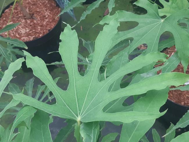 Fatsia polycarpa 'Green Fingers'