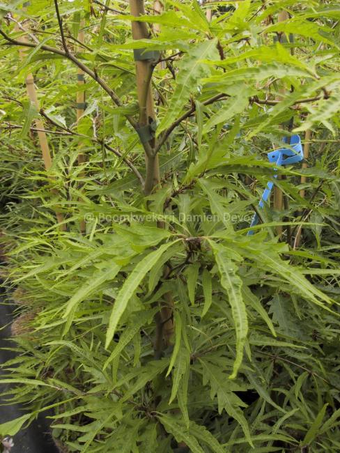 Fagus sylvatica 'Aspleniifolia'