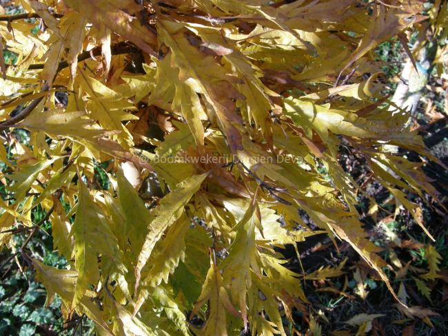 Fagus sylvatica 'Aspleniifolia'