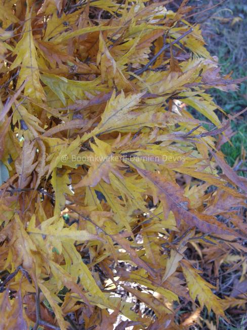 Fagus sylvatica 'Aspleniifolia'