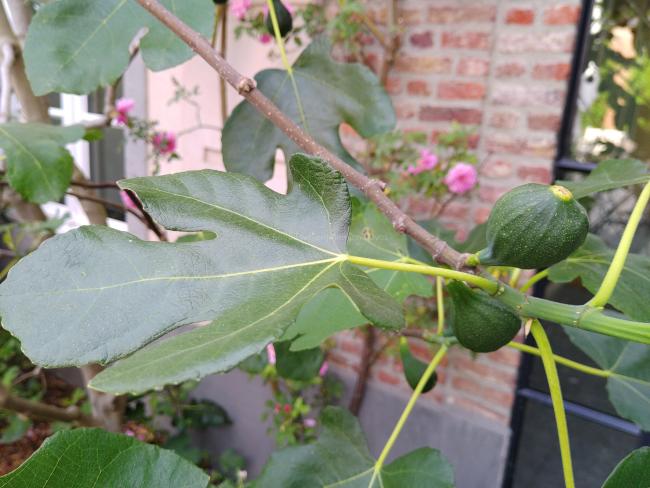 Ficus carica 'Brown Turkey'