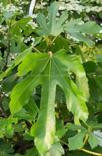 Ficus carica 'Little Miss Figgy'