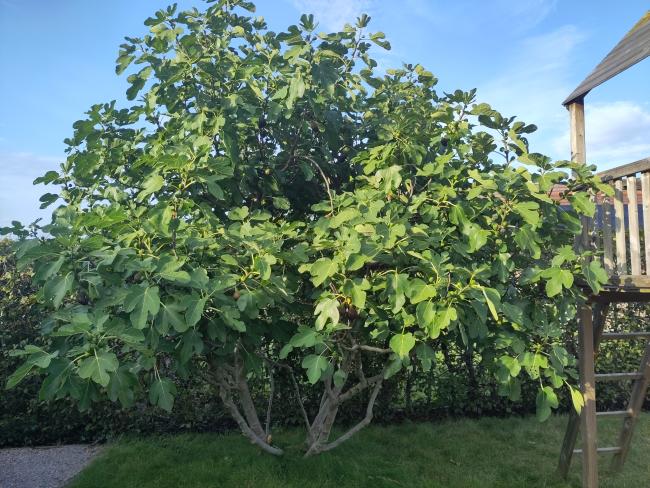 Ficus carica 'Tiegem'