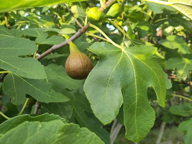 Ficus carica 'Tiegem'