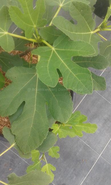 Ficus carica 'Tiegem'