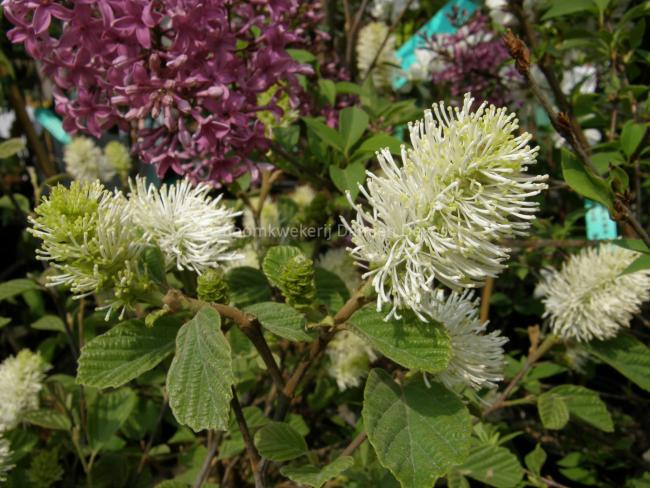 Fothergilla intermedia 'Blue Shadow' (x)